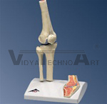 Mini Knee Joint Model with cross section